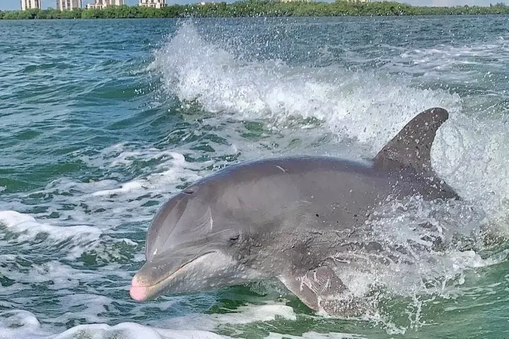 Dolphin Tours - Fort Myers Beach / Naples - Primary Image