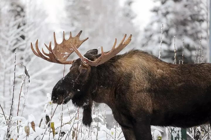 Anchorage's Winter City Tour = Samples + Stops + WildLife