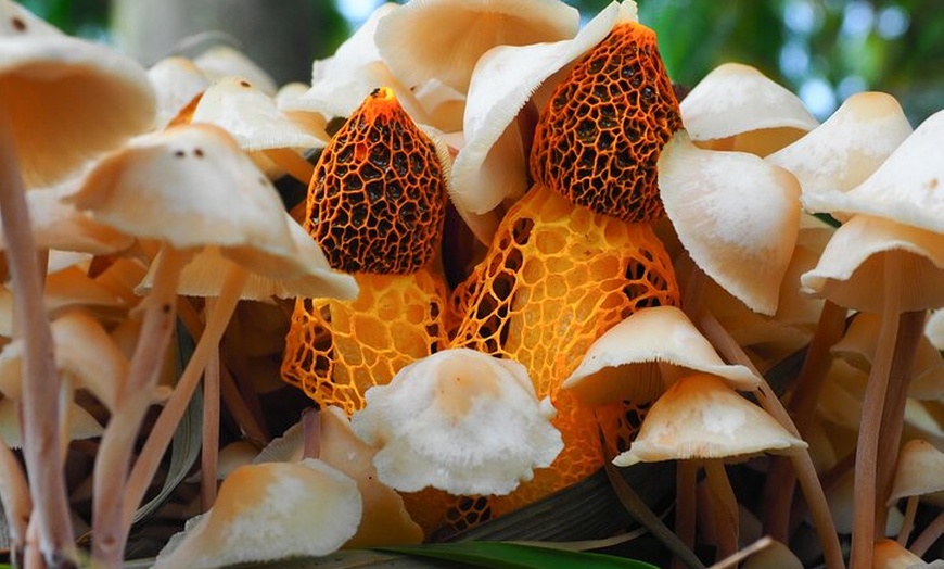 Image 9: 2-Hour Mushroom Photography Activity in Cairns Botanic Gardens