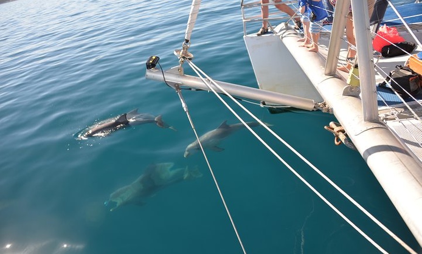 Image 3: Wild Dolphin Watch Cruise