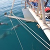 Image 3: Wild Dolphin Watch Cruise