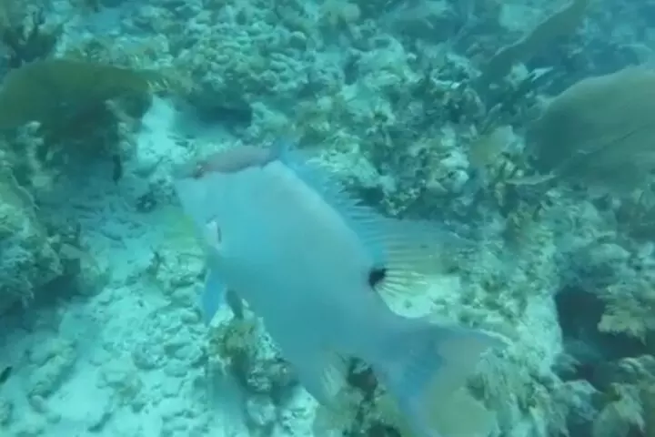 Florida Key Private Islands Exclusive Day Trip from Miami w/activ