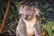 PVT Guided Tour: Sydney Opera House and Featherdale Wildlife Park - Image 5