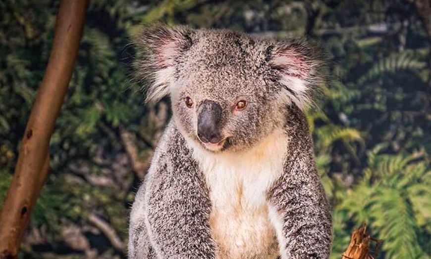 Image 5: PVT Guided Tour: Sydney Opera House and Featherdale Wildlife Park