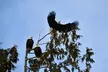 Eagle Viewing Tour - Second Medium