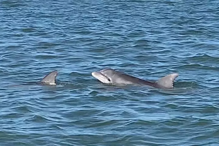Private Charleston Dolphin and Eco Boat Tour