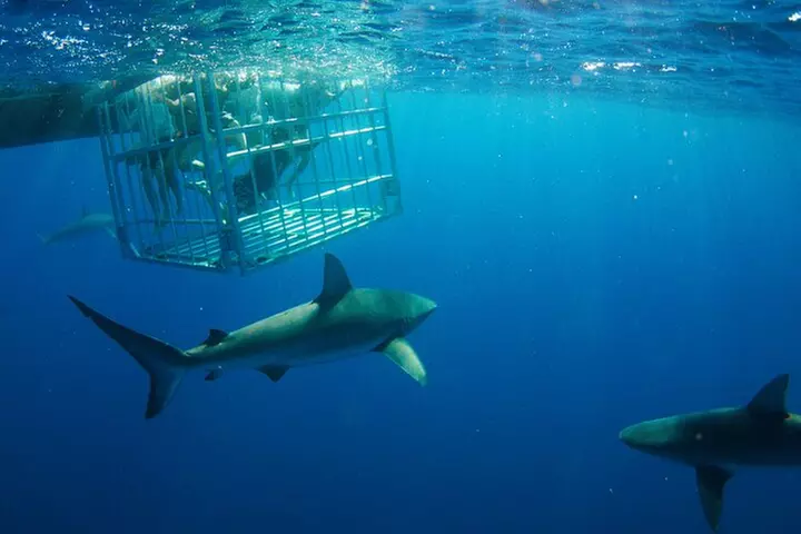 Shark Cage Diving in Hawaii - The Longest Cage Time in the Business - Primary Image