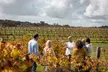 Hidden Gems: Boutique Full-Day Wine, Farm & Lunch Tour - Image 2