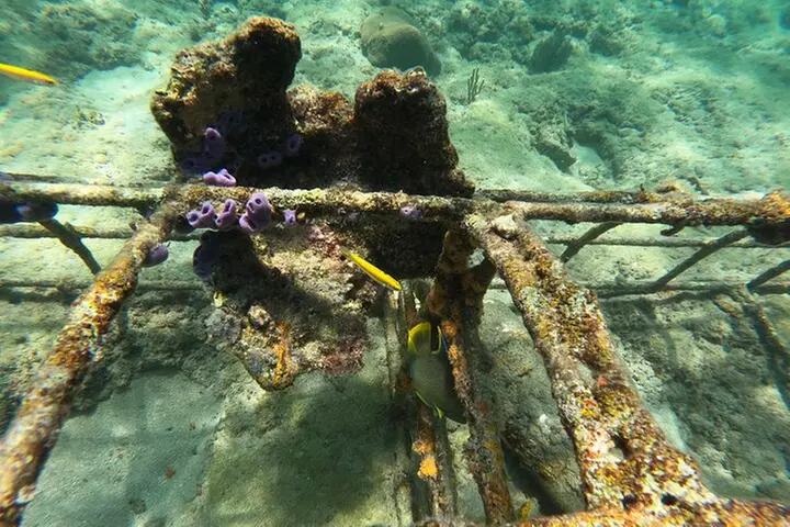 Public Guided Snorkel Tour of Fort Lauderdale Reefs