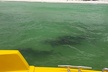 Hydro Rocket Dolphin Sightseeing Boat Tour from Destin - Second Medium