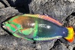 Afternoon Beach Fishing Trip in Hawaii - Second Medium