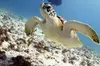 Scuba diving at MUSA the underwater museum for certified divers