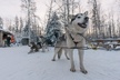 Alaskan Malamute Dog Sledding with Transportation in Alaska - Second Medium