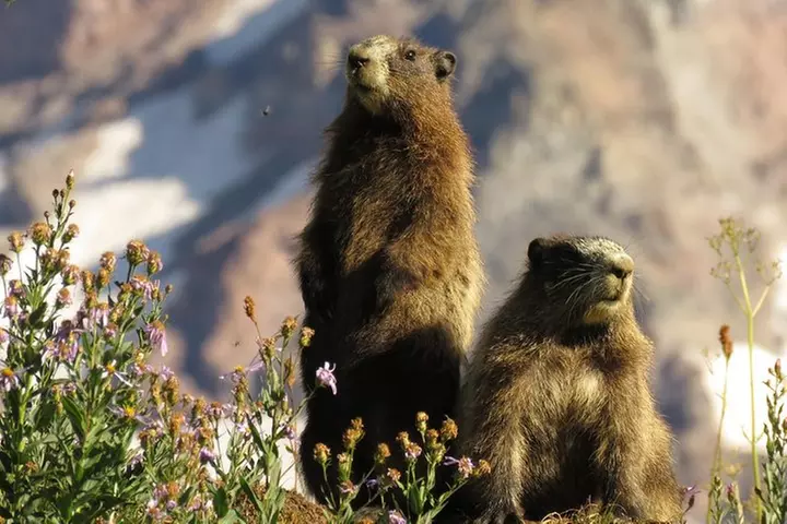 Best of Mount Rainier National Park from Seattle: All-Inclusive Sma...