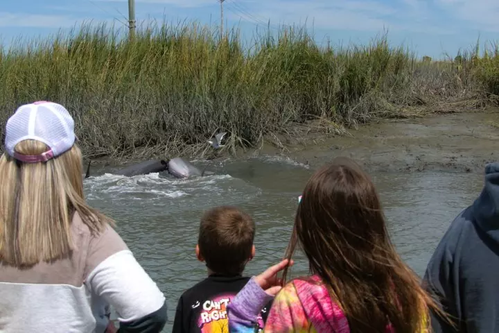 90-Minute Private Dolphin Tour in Hilton Head Island