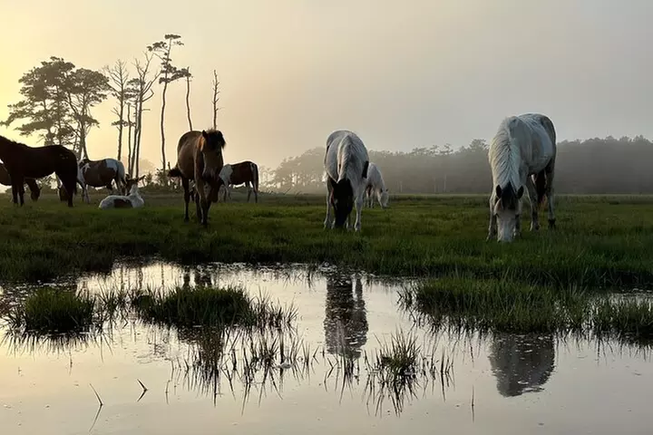 2 Hours Kayak Adventure in Chincoteague - Primary Image