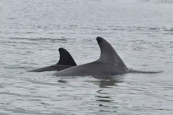 Deluxe Kayak Tour Marco Island and Naples, Florida