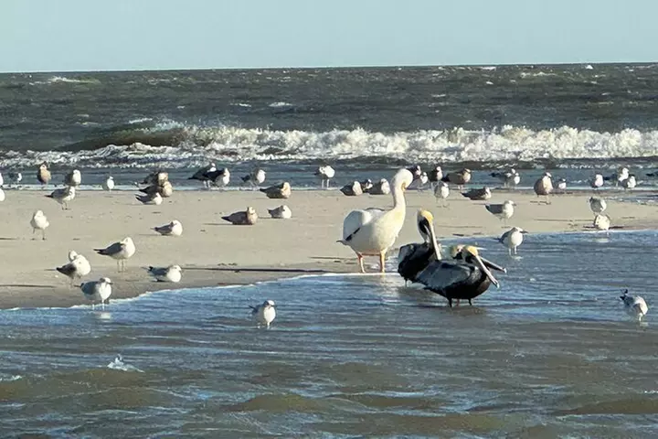 Private Charleston Dolphin and Eco Boat Tour