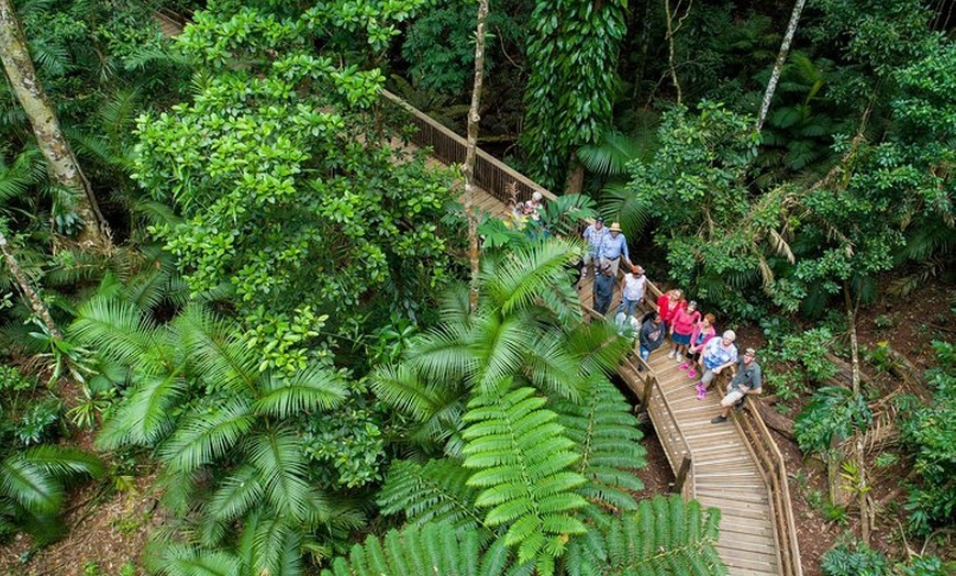 Image 1: Daintree Rainforest and Cape Tribulation Full Day Tour