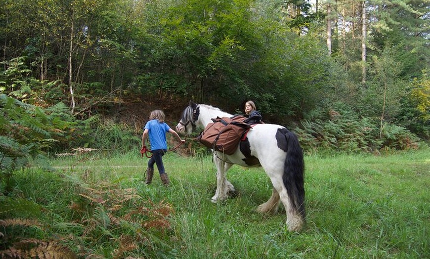 Image 10: Pack Pony Wild Camping in Ancient Woodland, Dorset