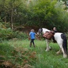 Image 10: Pack Pony Wild Camping in Ancient Woodland, Dorset