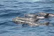 Avistamiento de delfines y ballenas desde Puerto Rico, Gran Canaria - Second Medium