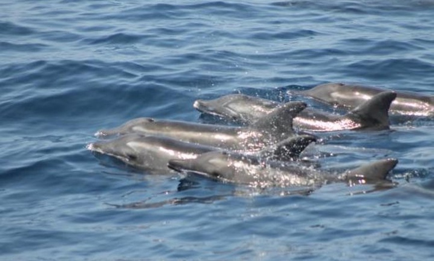 Image 5: Avistamiento de delfines y ballenas desde Puerto Rico, Gran Canaria