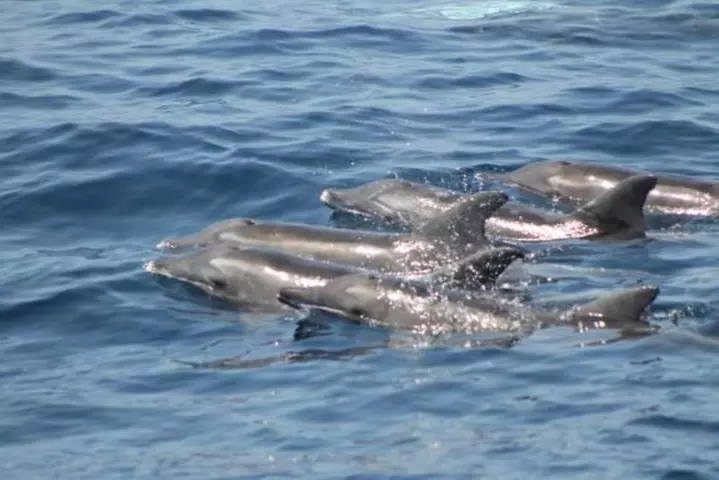 Avistamiento de delfines y ballenas desde Puerto Rico, Gran Canaria