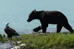 Alaska Bear Viewing Tour to Wolverine Creek from Soldotna, Alaska - Second Medium