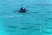 2 Hour Shell Island Jet Ski Dolphin Tour - Second Medium