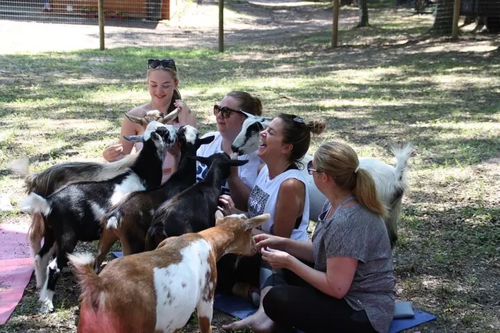 Goat Yoga Experience at S-Farms in Dade City - Primary Image