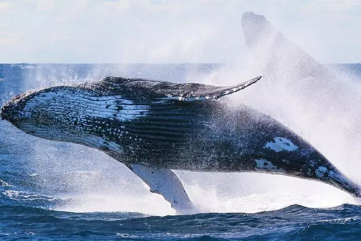 Whale Watching and Sunrise Breakfast Cruise in Honolulu