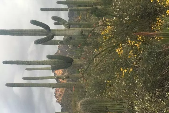 Sonoran Desert- Wild Foods and Traditional Skills