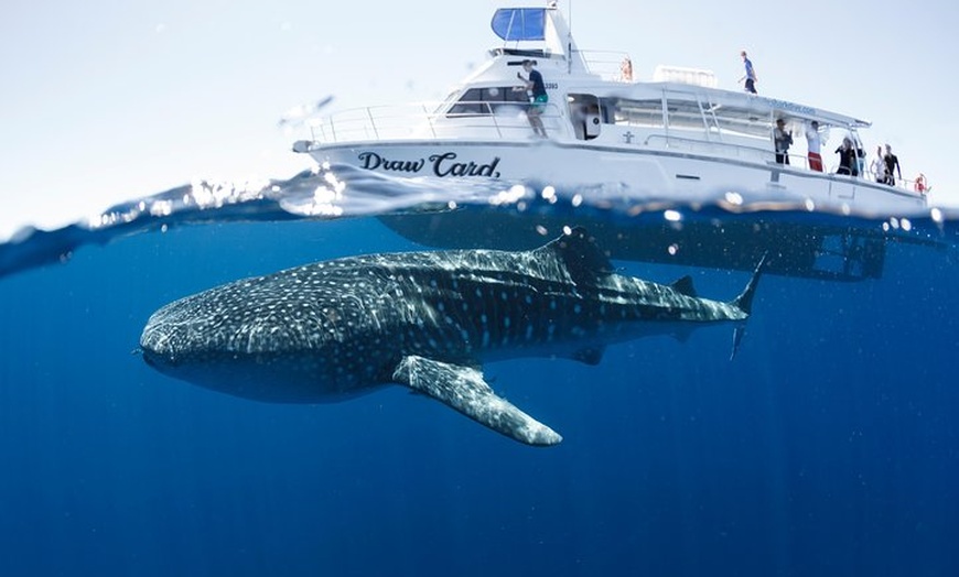 Image 1: Swim with Whale Sharks in the Ningaloo Reef: 3 Island Shark Dive