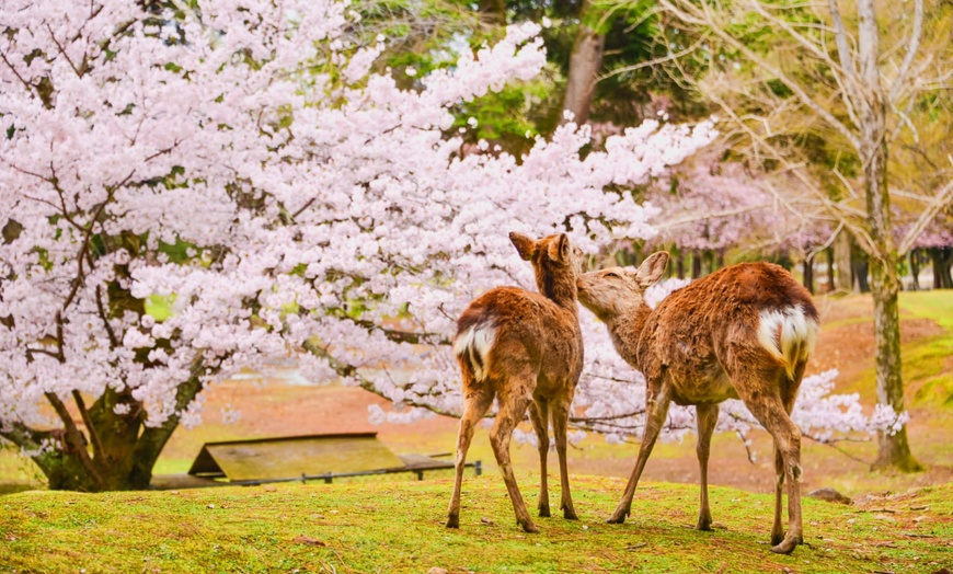 Image 20: ✈ JAPAN | Von Tokio nach Osaka - Die 3 Perlen Japans 3* - Rundreise