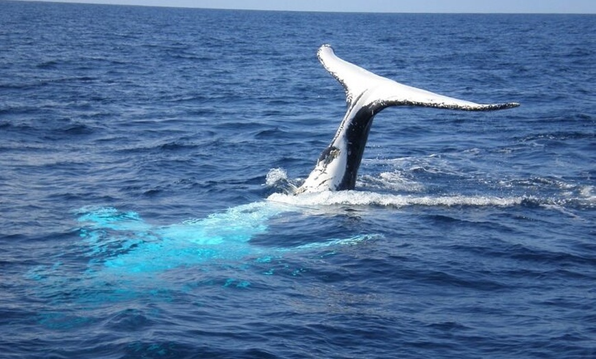 Image 2: Whale Watching Jervis Bay