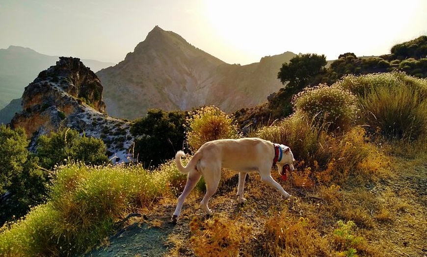 Image 4: NUEVO:Sunset Hike & Summit Sierra Nevada - Tour privado con cachorro