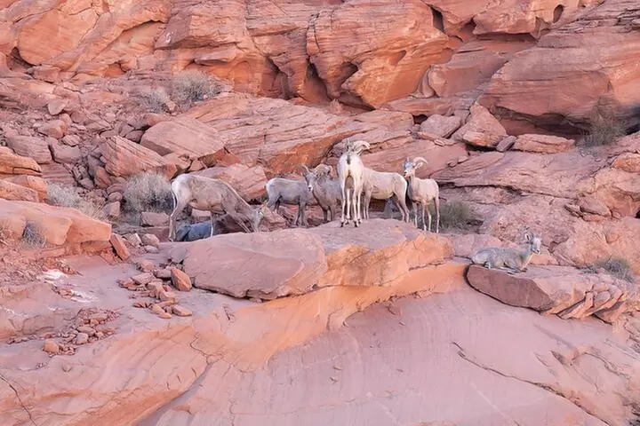 Valley of Fire Guided Hiking Tour From Las Vegas
