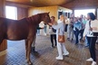 Half-Day Thoroughbred Horse Farm Tour in Kentucky - Image 2