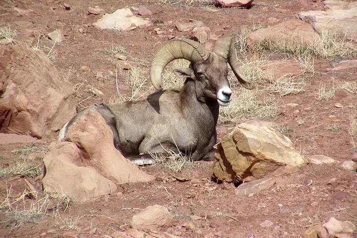 Arches and Canyonlands NP Self-Guided Driving Audio Bundle Tour
