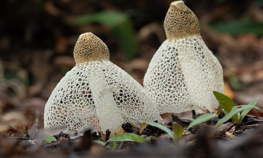 Image 11: 2-Hour Mushroom Photography Activity in Cairns Botanic Gardens