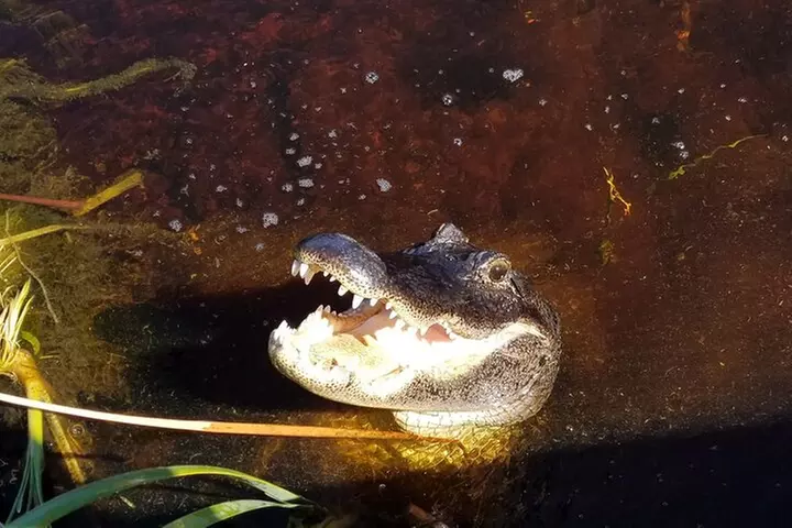Everglades Florida Airboat Tour
