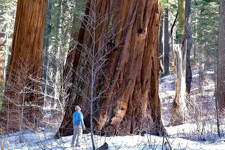 Calaveras Big Trees Day Tour: Sequoias, Caves, Gold Country - Primary Image