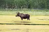 Arctic Day: Yukon Wildlife & Hot Springs Tour | half day
