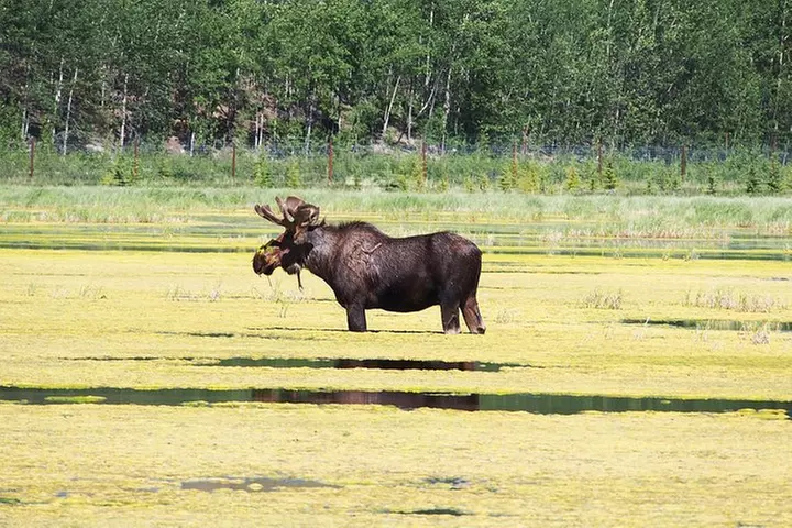 Arctic Day: Yukon Wildlife & Hot Springs Tour | half day - Primary Image