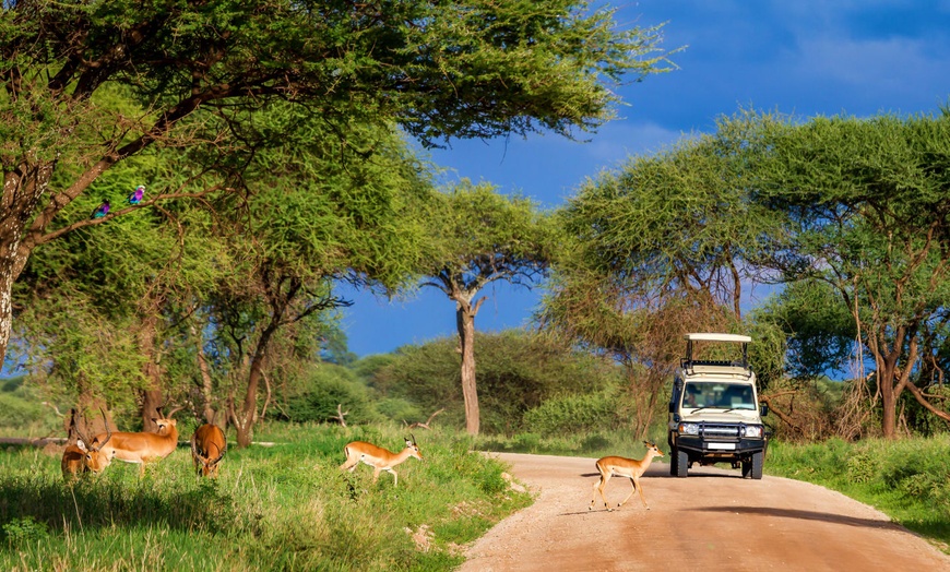 Image 7: ✈ TANZANIE | Du Kilimanjaro à Zanzibar - Sur la trace des animaux d...