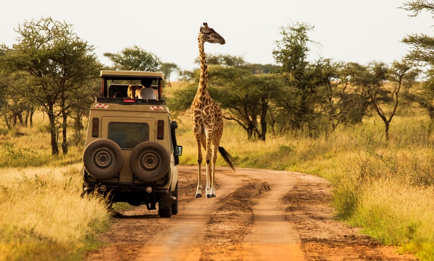 Image 6: ✈ TANZANIE | Du Kilimanjaro à Zanzibar - Sur la trace des animaux d...