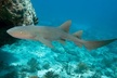 2 Location Snorkel Tour - Gear Included, 65 minutes per location - Second Medium