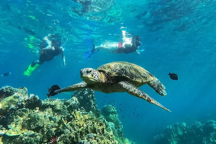 Kayak and Snorkel: Maui West Shore