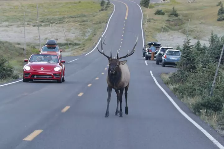 Half-Day Rocky Mountain National Park "Lake and Meadows Tour"